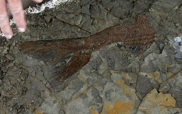 Un fossile de poisson datant d'il y a 66 millions d'années, transmise le 29 mars
